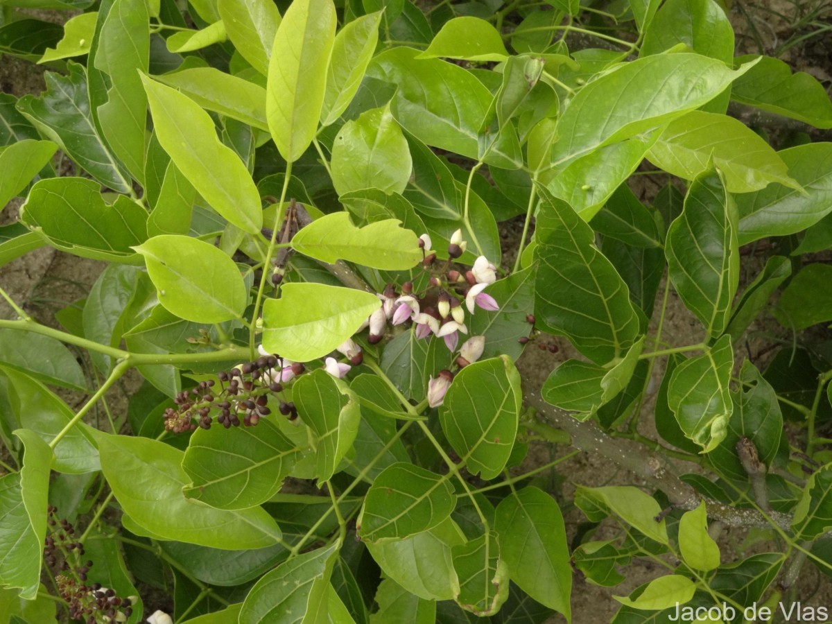 Pongamia pinnata (L.) Pierre